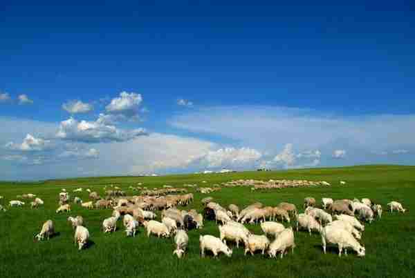 内蒙古和蒙古本是同根生，这就是兄弟啊，蒙古国带来了30000只羊