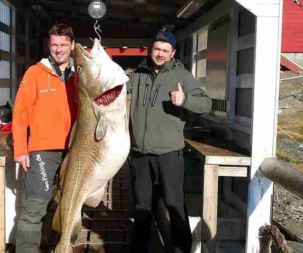 瑞典父子钓到40斤大鳕鱼，价值4500元，够35个人吃