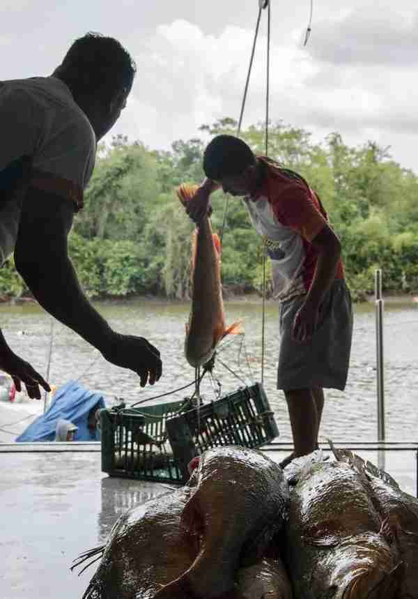 巴西这种鱼类衍生品分文不值，被中国炒到了1000一斤
