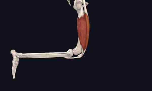 股四头肌是膝关节的“稳定器”，如何安全锻炼避免膝关节损伤？