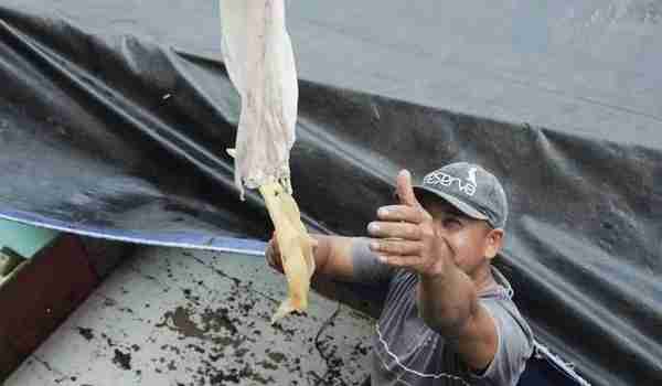 巴西这种鱼类衍生品分文不值，被中国炒到了1000一斤
