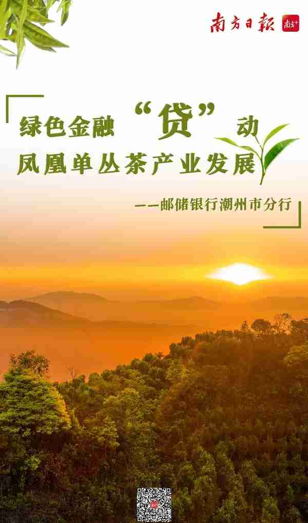 邮储银行潮州市分行：绿色金融“贷”动凤凰单丛茶产业发展