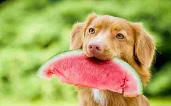 重要提醒！这8种水果，不建议给狗狗吃