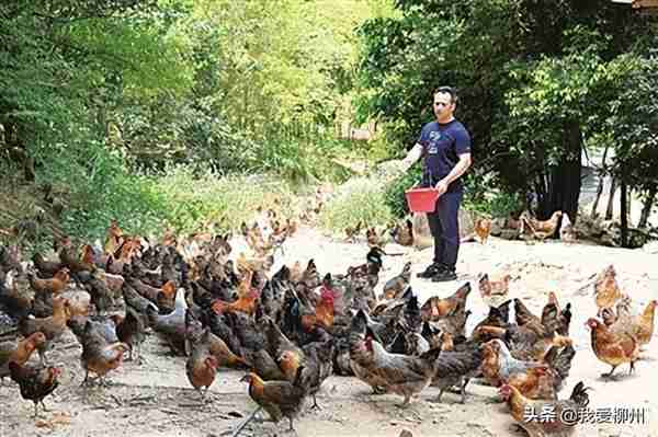 林下养鸡订单旺——柳北区沙塘镇江湾村将产地优势转换为产业优势见闻