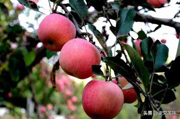 中国哪的苹果最好吃？这5个产地很受欢迎！果中佳品，有你家乡吗