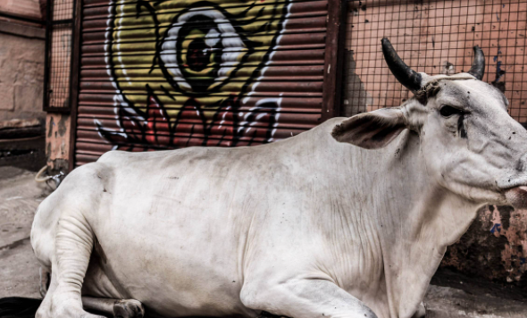印度牛界之王“苏丹”，身价2100万，每天睡前都要喝一杯威士忌