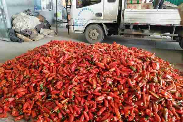 上海江桥菜价：红泡椒量大价低，散菜花波动明显，土豆微微上涨，郊区蔬菜集中上市