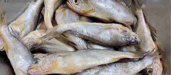 秋季吃鱼，就选这5种野生海鱼，不能人工养殖，营养好吃还不贵