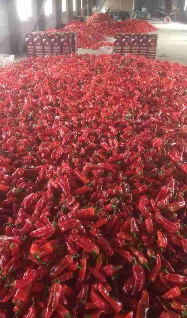 上海江桥菜价：红泡椒量大价低，散菜花波动明显，土豆微微上涨，郊区蔬菜集中上市
