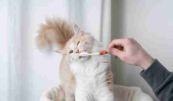 猫需要刷牙吗(猫需要刷牙吗为什么)