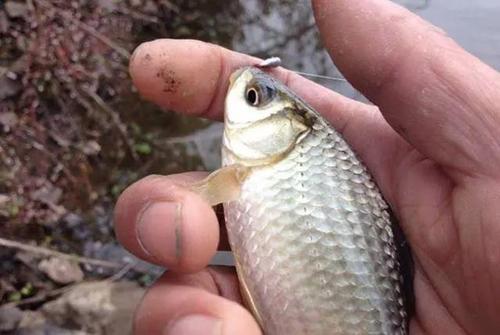 常见的鱼钩有哪些种类？了解这些才能钓好鱼！