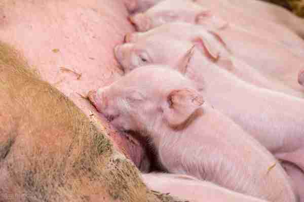 四烯雌酮对初产母猪分娩率、产仔数和仔猪初生重的影响