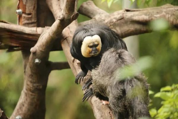 这猴长相“炸裂”？南京红山森林动物园回应！