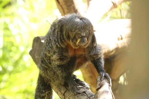 这猴长相“炸裂”？南京红山森林动物园回应！