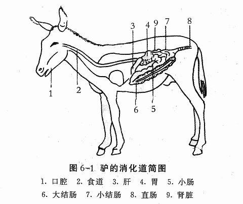 驴的消化器官及消化生理特点