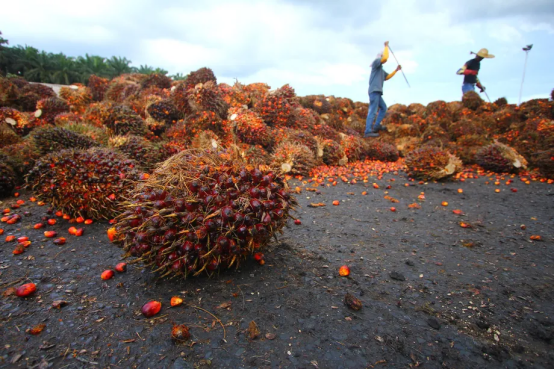 期货价格两个月暴涨近50%，“食用油王”——棕榈油还能红多久？