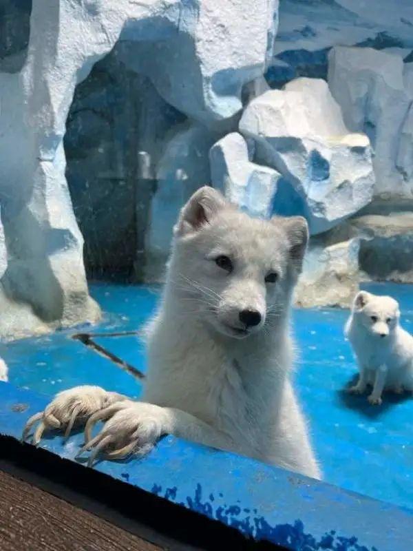网友反映“极地馆北极狐指甲过长”，长沙动物园回应来了