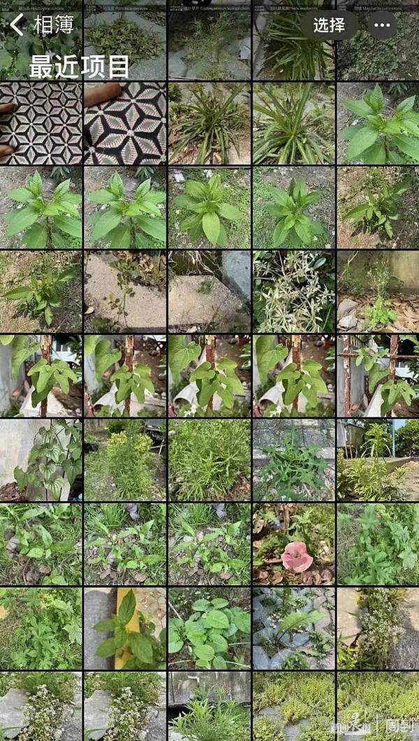 “被封控的日子，我在小区找到86种植物！”在它们身上我看到了生生不息→