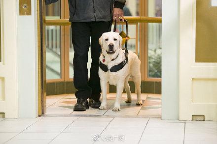 珠海长隆就导盲犬入住酒店遭拒致歉