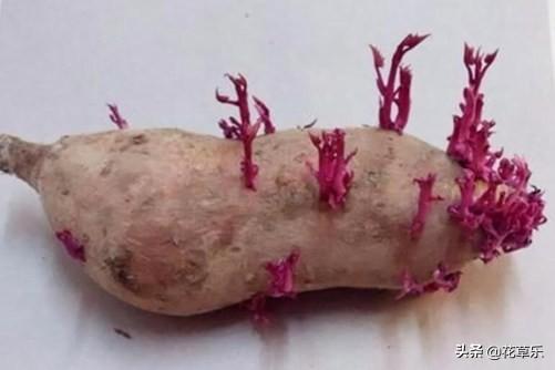 红薯发芽了还能吃吗？